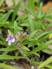 Thymus dzevanovskyi