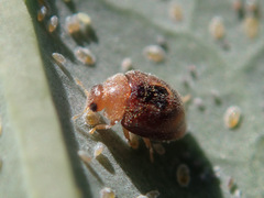 Clitostethus arcuatus