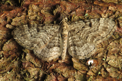 Eupithecia abietaria