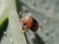 Clitostethus arcuatus