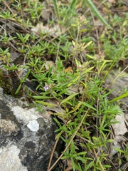 Thymus dzevanovskyi