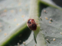 Clitostethus arcuatus