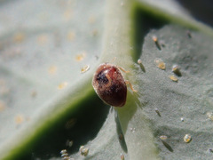 Clitostethus arcuatus