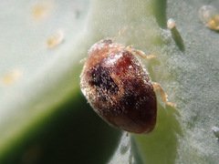 Clitostethus arcuatus