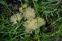 Centaurea lagascana