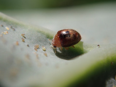 Clitostethus arcuatus