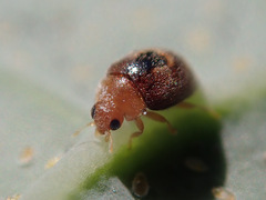 Clitostethus arcuatus