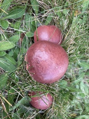 Chalciporus rubinellus