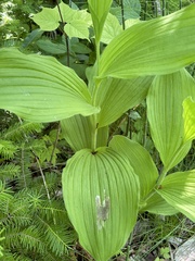 Cypripedium reginae