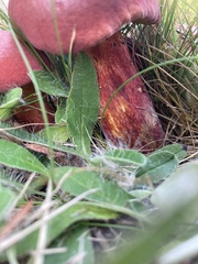 Chalciporus rubinellus