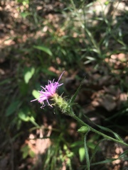 Liatris hirsuta