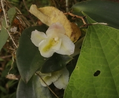 Rodriguezia granadensis