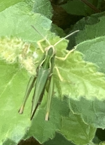 Common Green Grasshopper, Scheerseveldweg, Coevorden, Drenthe, NL, photo 6 of 10