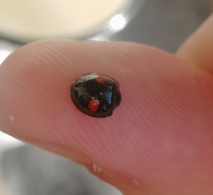 Chilocorus renipustulatus