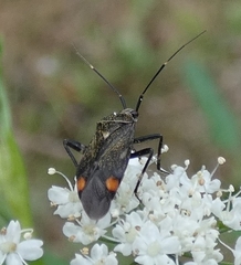 Closterotomus cinctipes