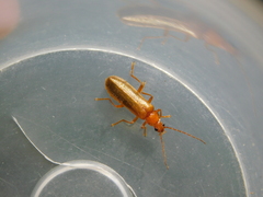 Rhagonycha translucida
