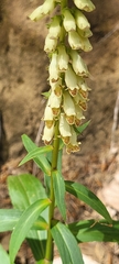 Digitalis micrantha