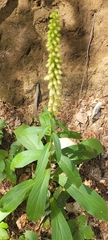 Digitalis micrantha