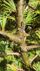 Camponotus ligniperda