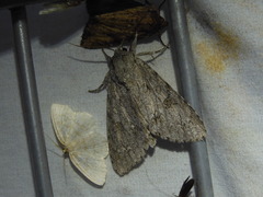 Acronicta