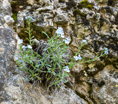 Eritrichium pectinatum