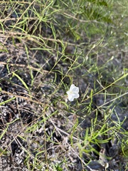 Stylisma pickeringii