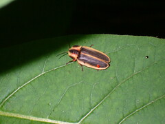 Pyractomena angulata