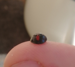 Chilocorus renipustulatus