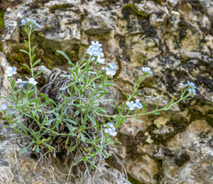 Eritrichium pectinatum