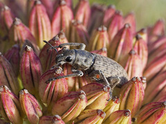 Herpisticus daute