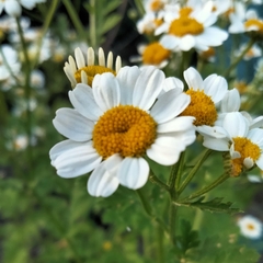 Tanacetum parthenium