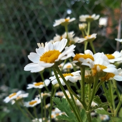 Tanacetum parthenium