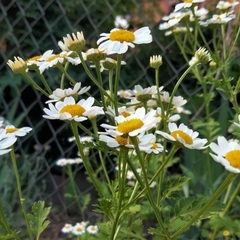 Tanacetum parthenium