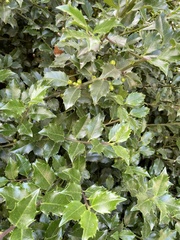 Osmanthus heterophyllus