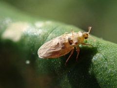 Piesma capitatum