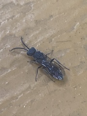 Myrmosa unicolor