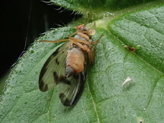 Palloptera umbellatarum