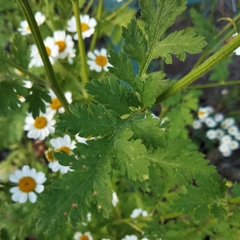 Tanacetum parthenium