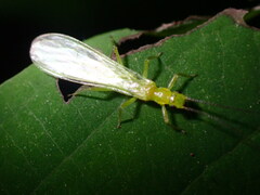 Alloperla