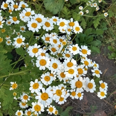 Tanacetum parthenium