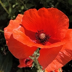 Papaver rhoeas