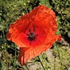 Papaver rhoeas