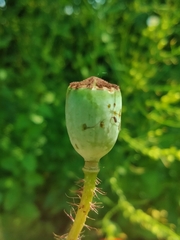 Papaver rhoeas
