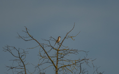 Lanius senator senator