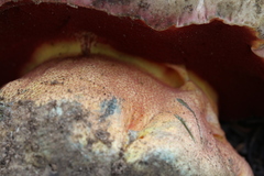 Rubroboletus haematinus
