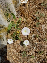 Convolvulus arvensis