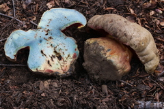 Rubroboletus haematinus
