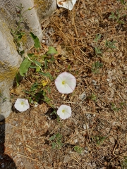 Convolvulus arvensis