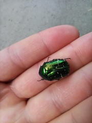 Cetonia aurata