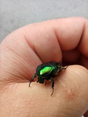 Cetonia aurata